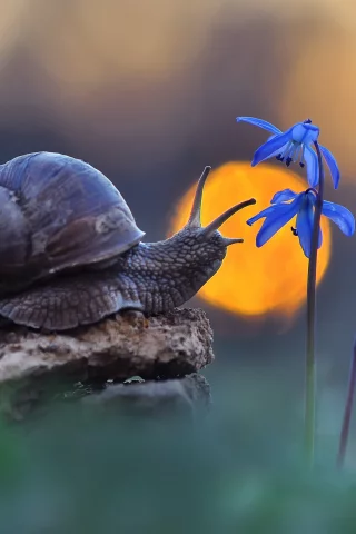 Caracol