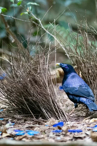 птица