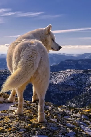 Perro Blanco
