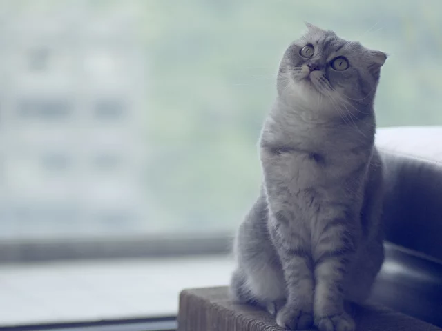 кот