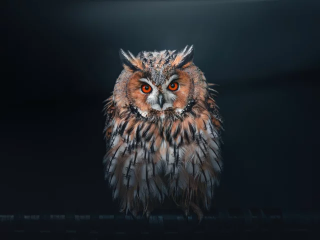 сова