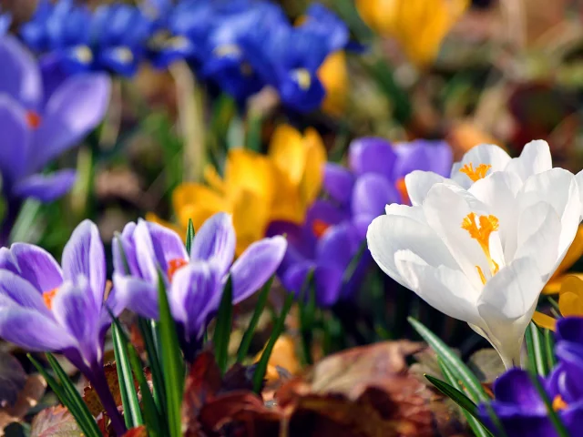 Flores
