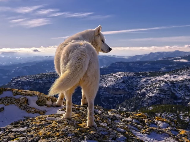 Perro Blanco