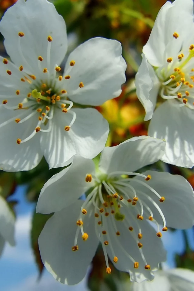 Flores
