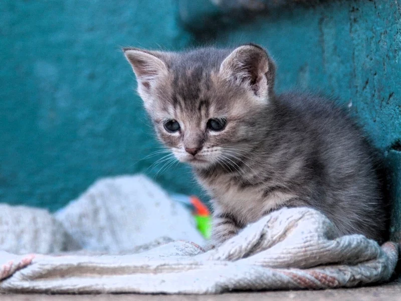Котенок