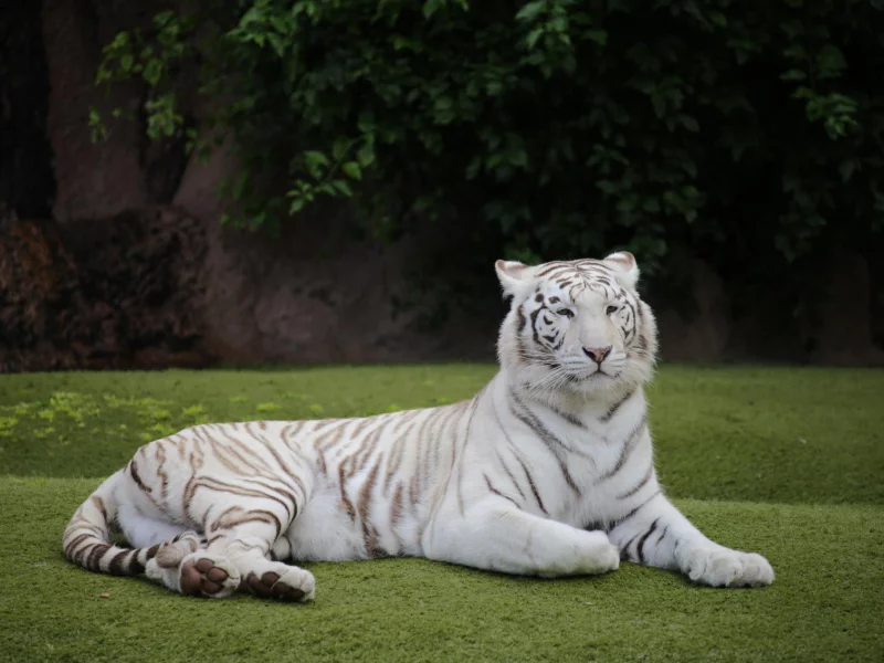 Tigre