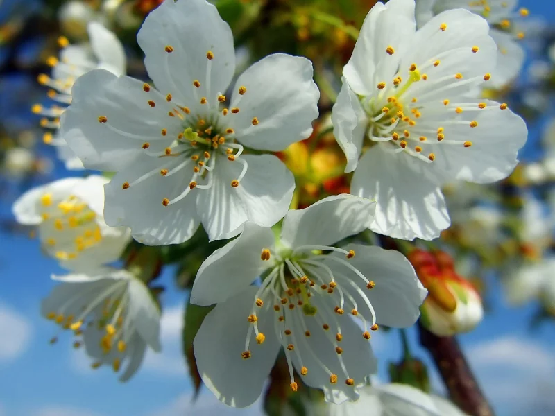 Flores