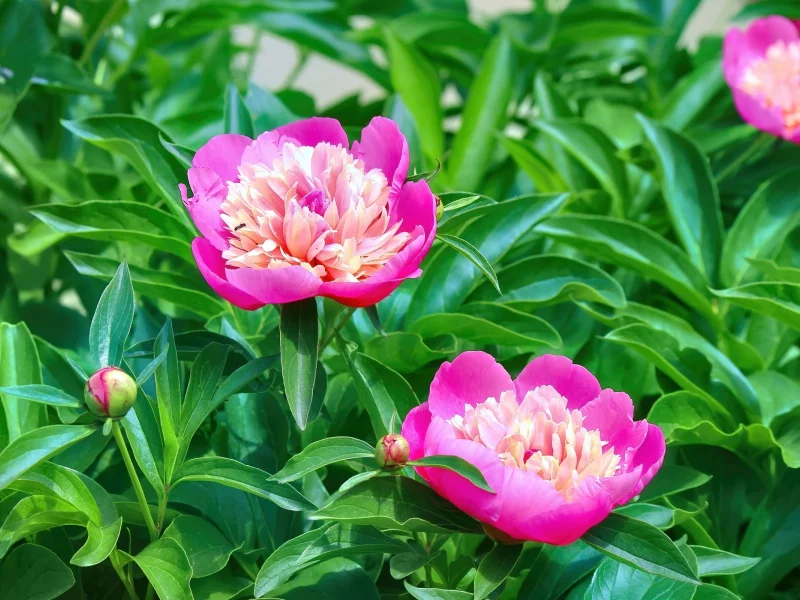 Flores