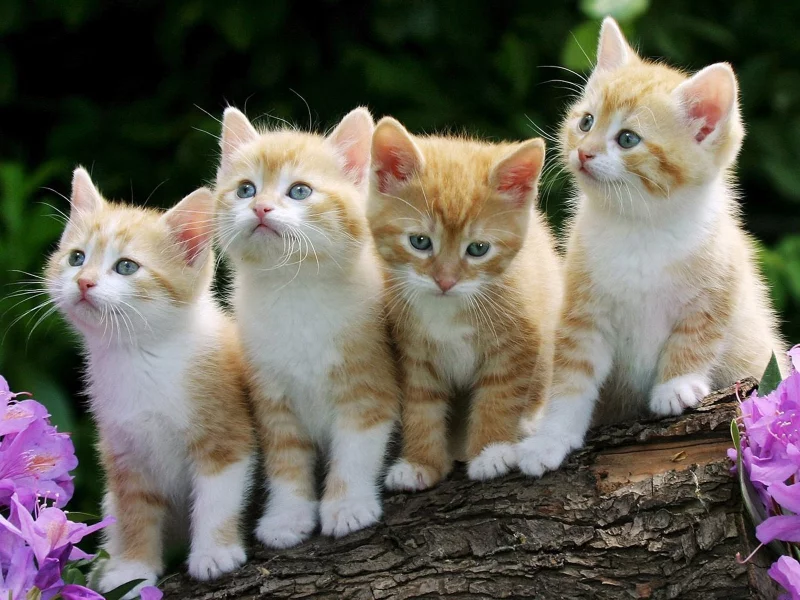 Gatitos