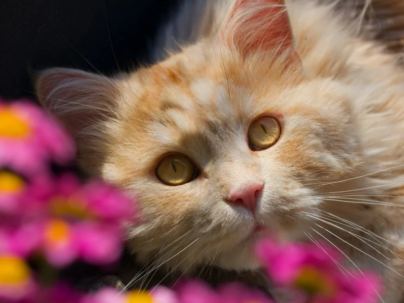 кот