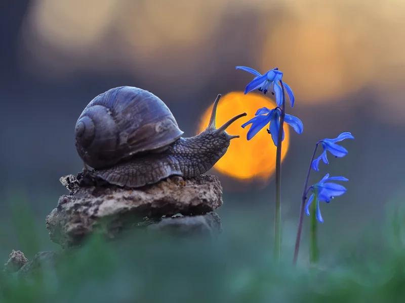 Caracol