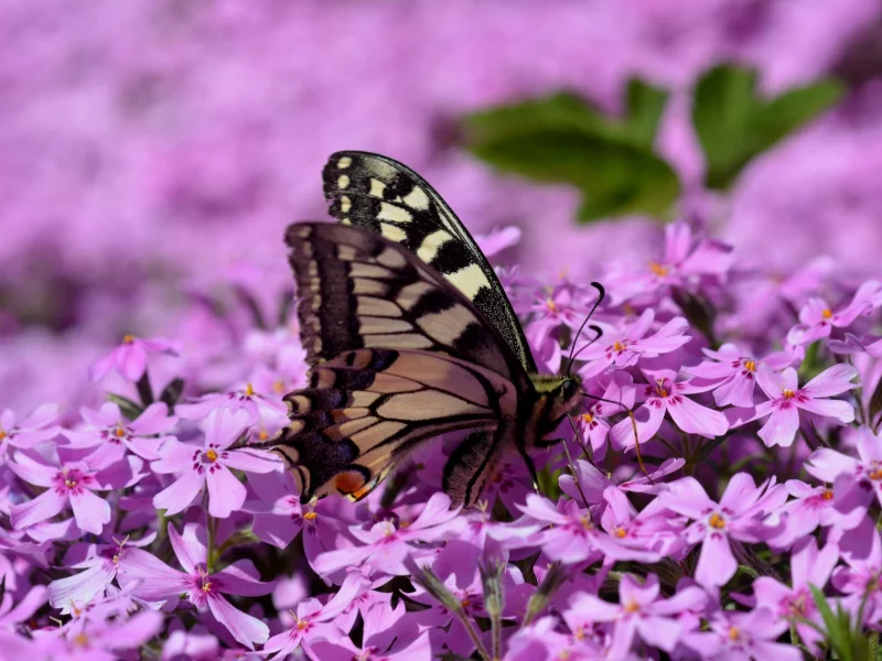 Mariposa