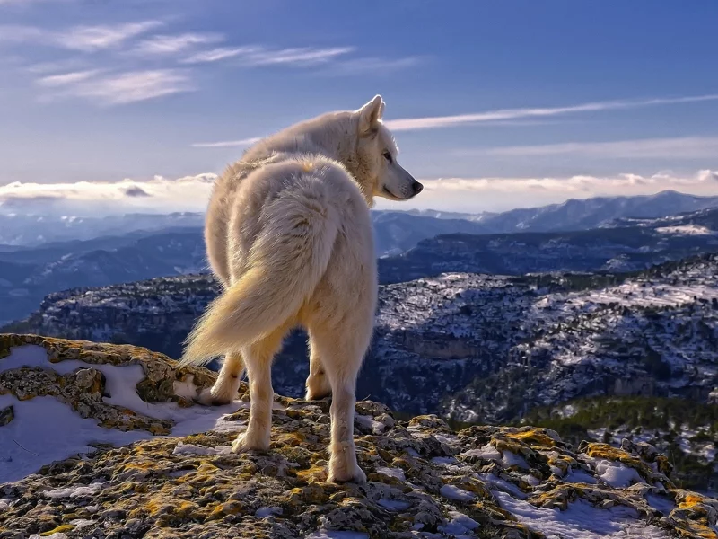 Perro Blanco
