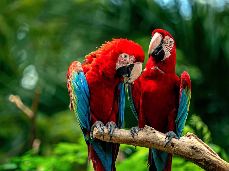 Loros