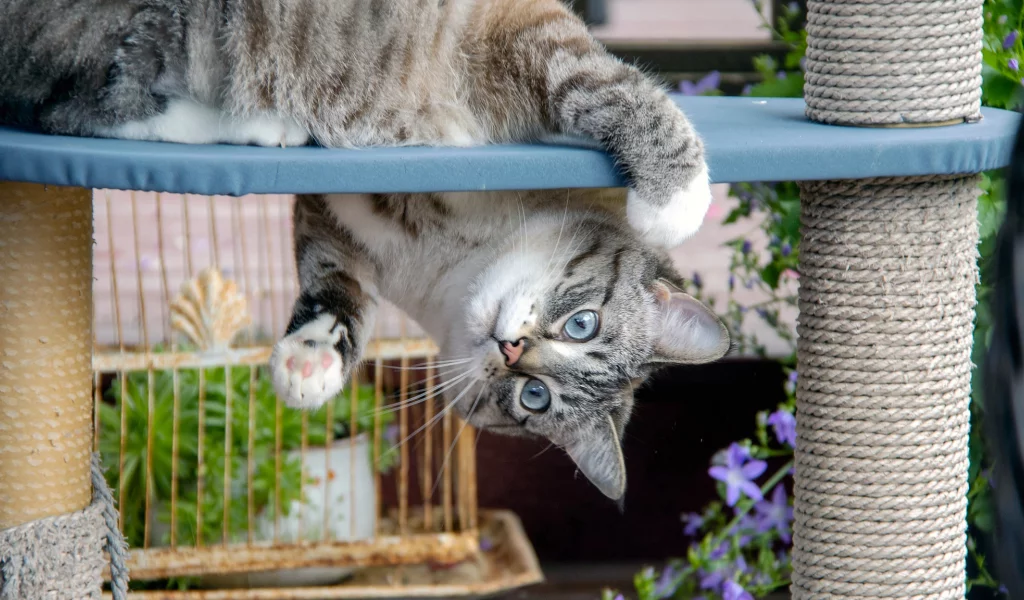 кот