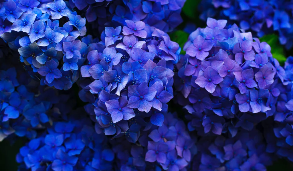 Flores