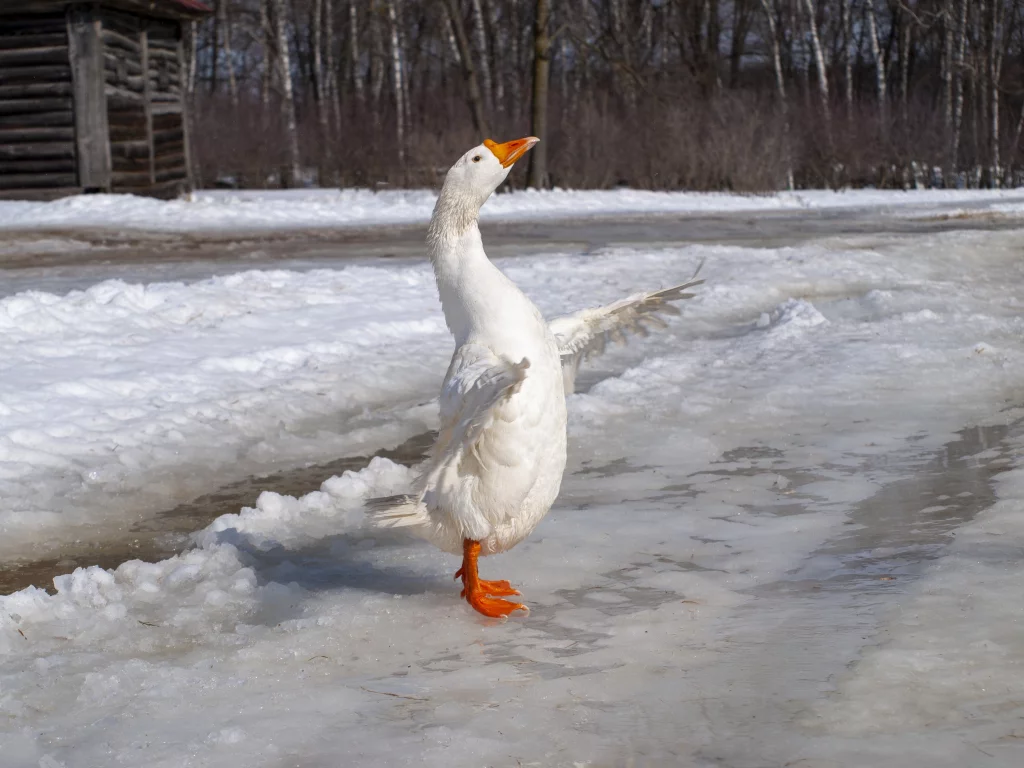 гусь