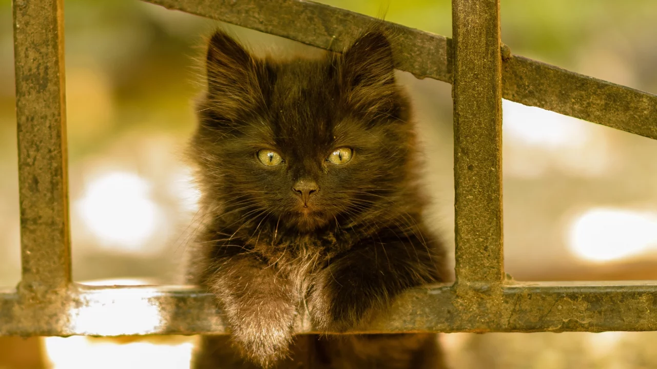 котёнок