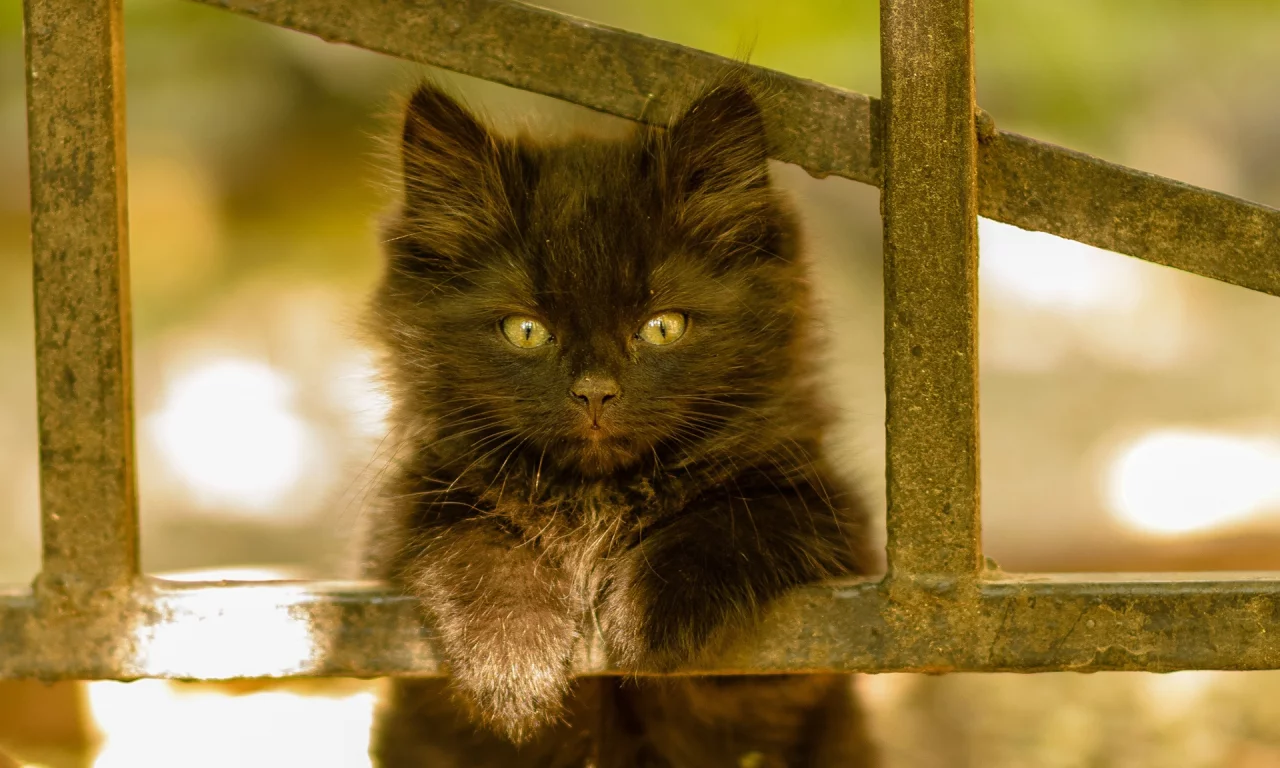 котёнок