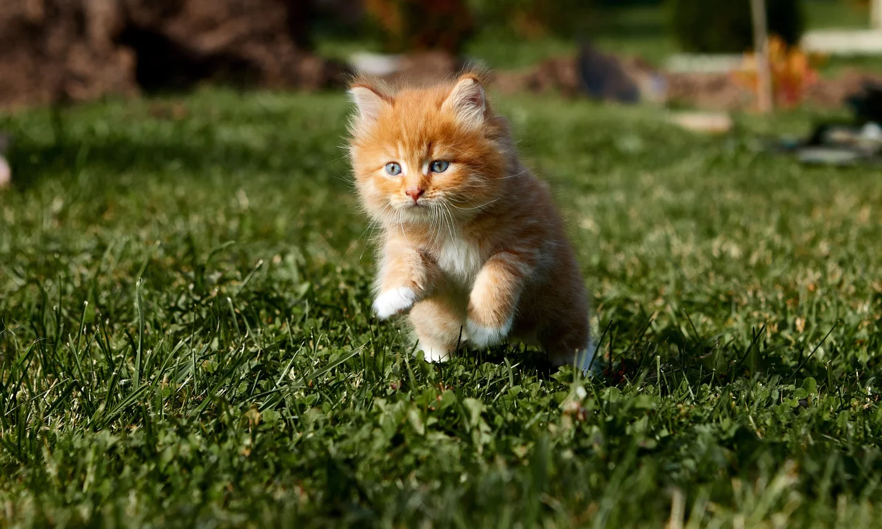 котёнок