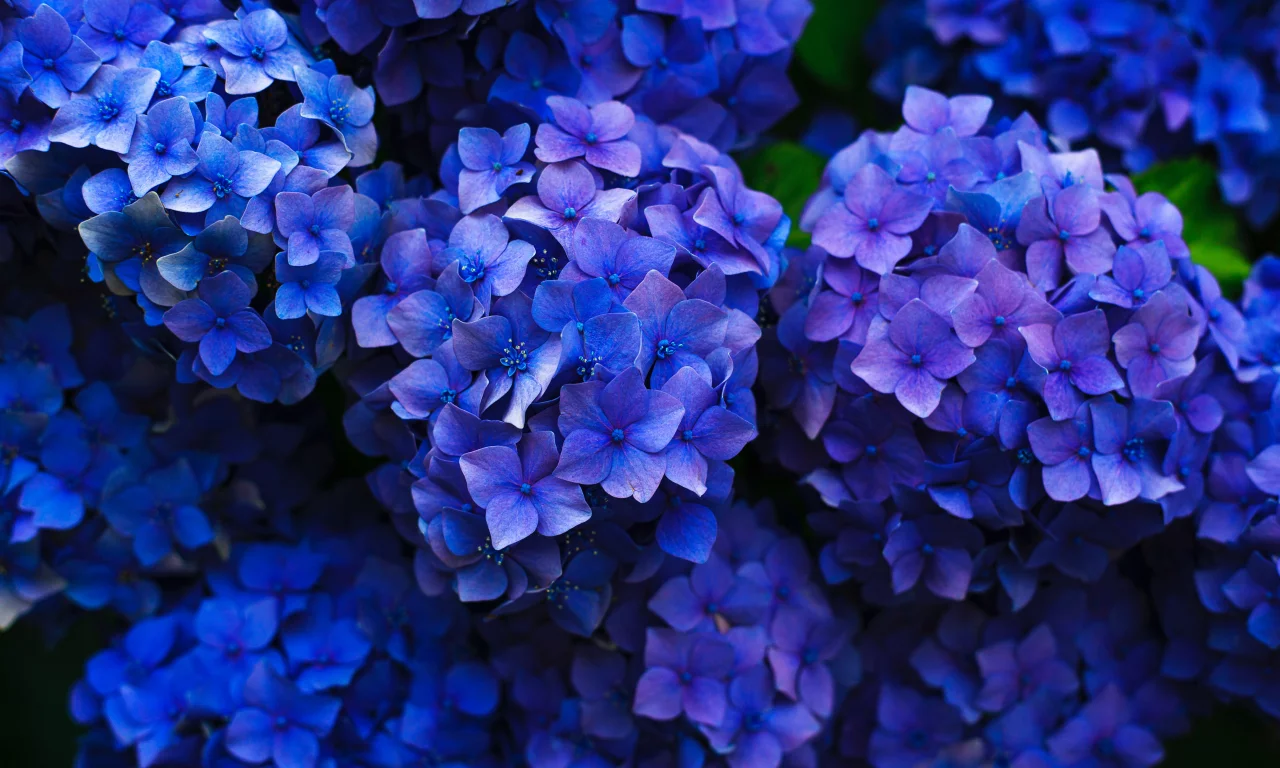 Flores