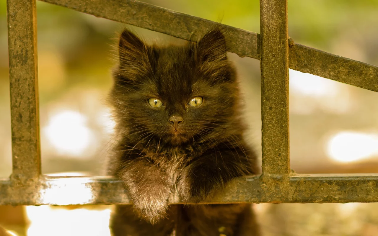 котёнок