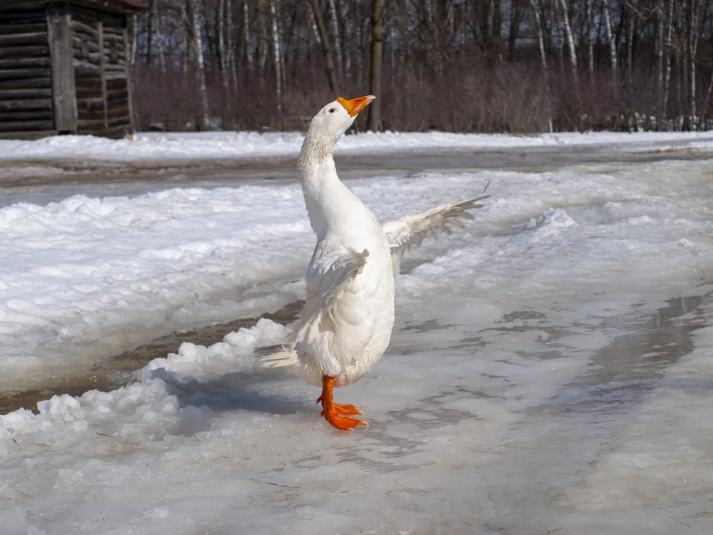 гусь