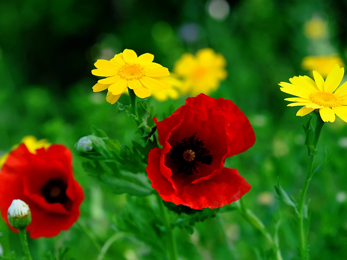 Flores