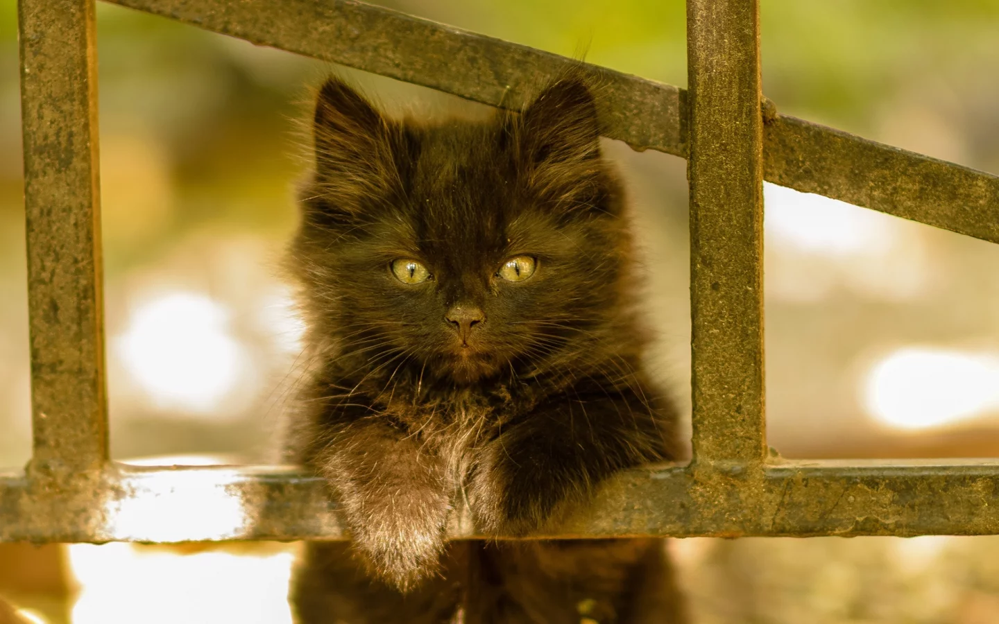 котёнок