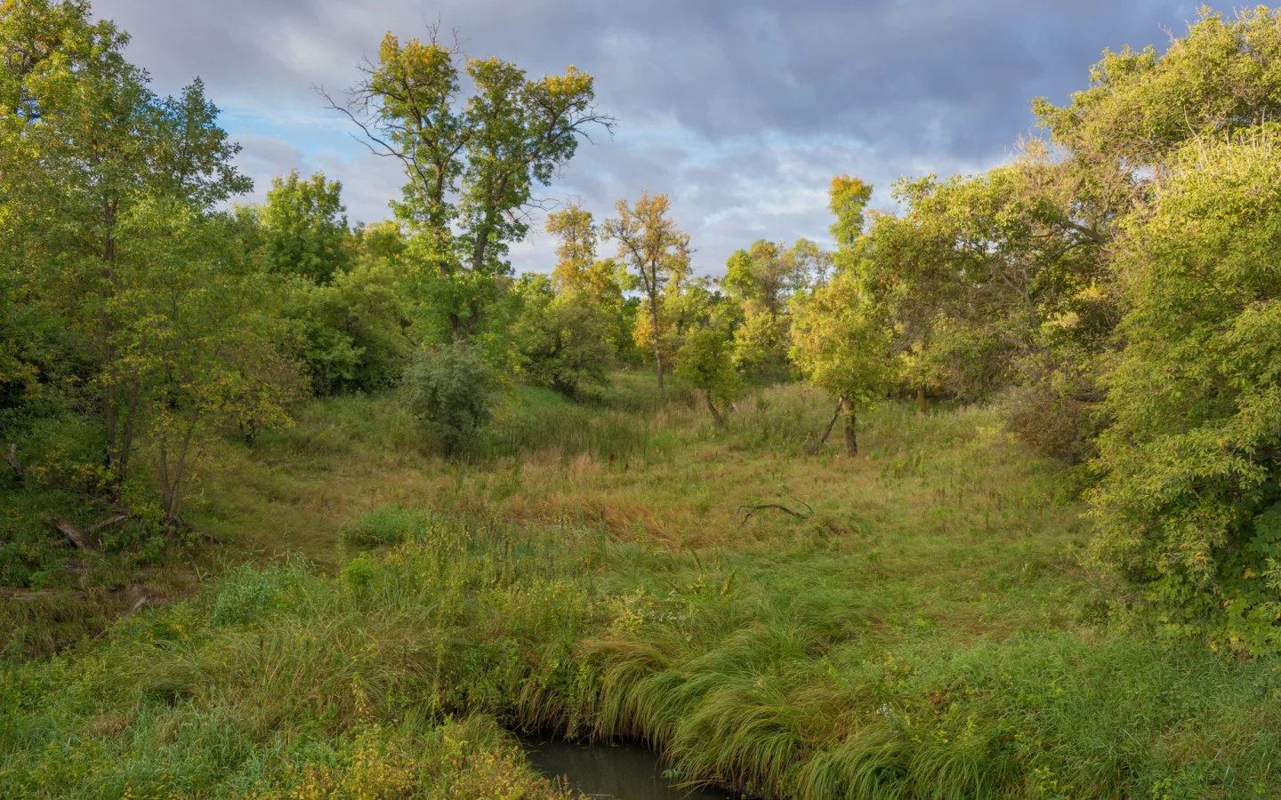 зелень