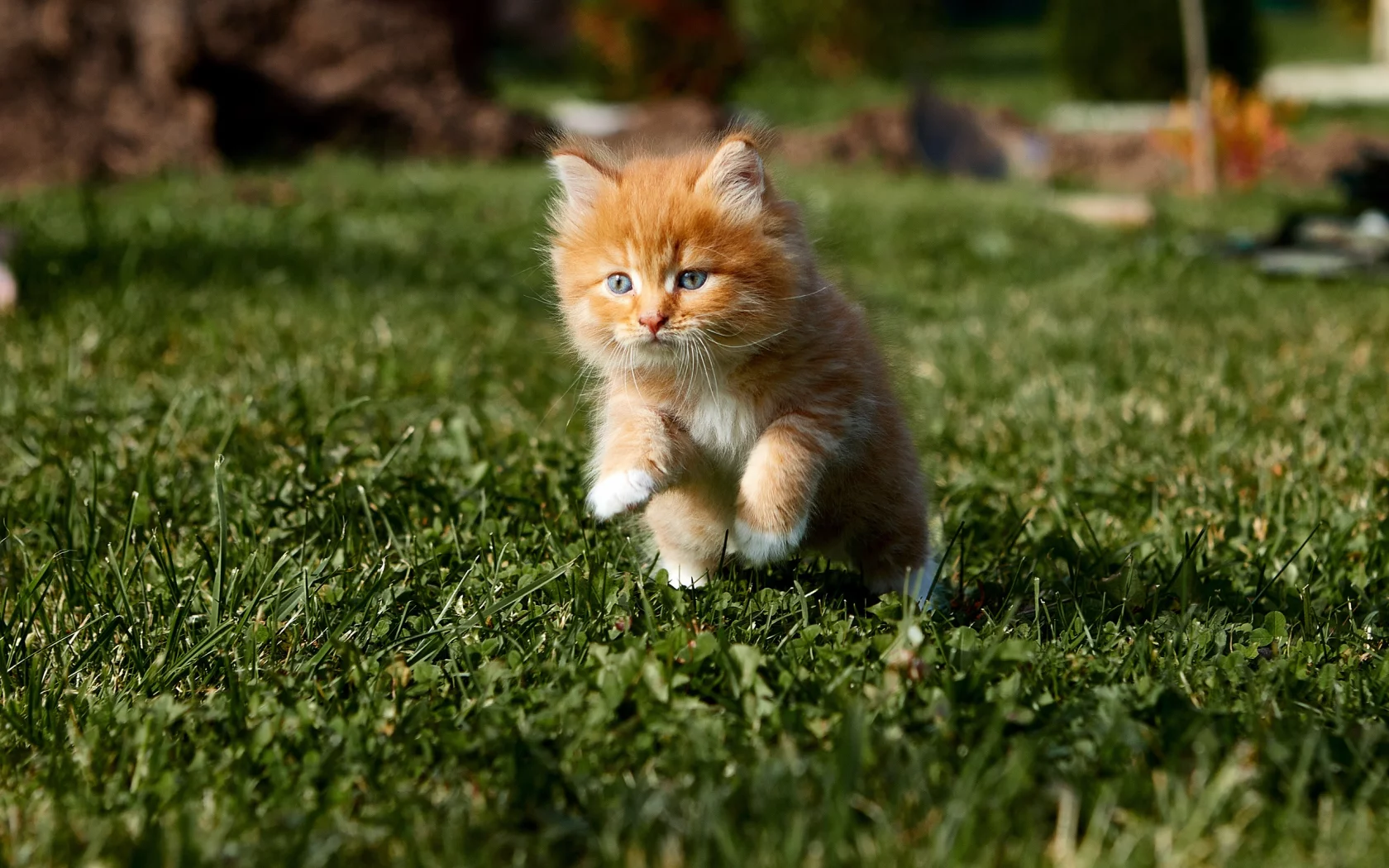 котёнок