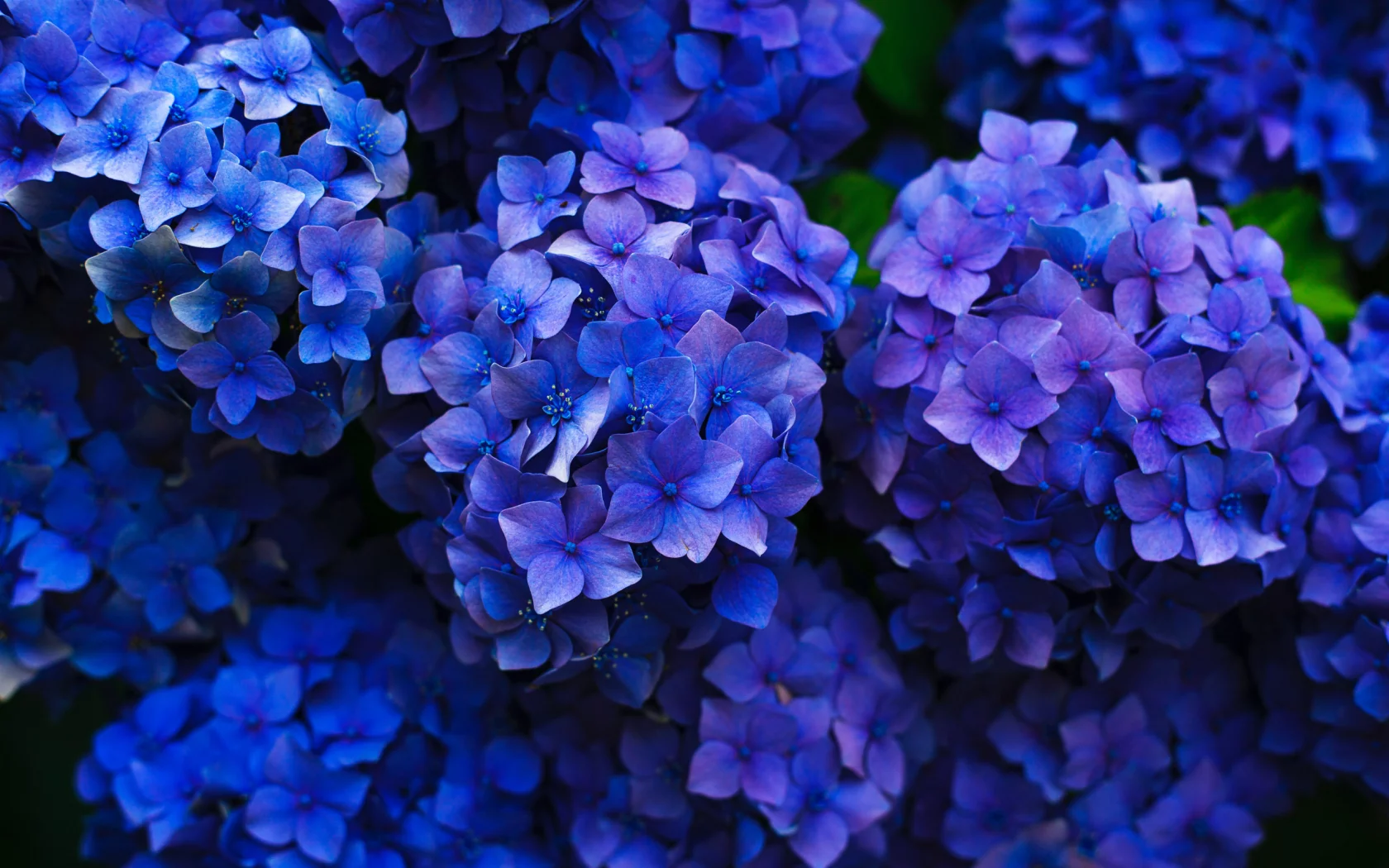 Flores