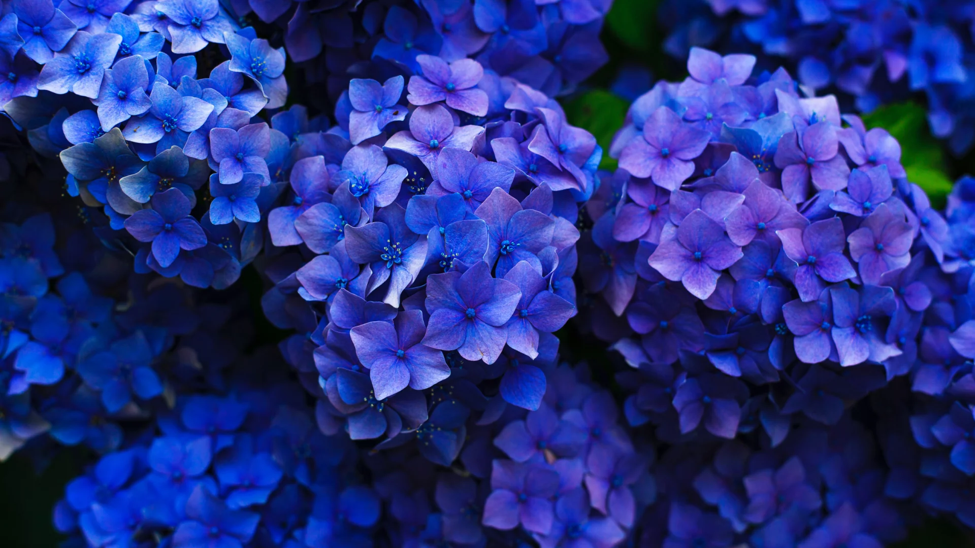Flores