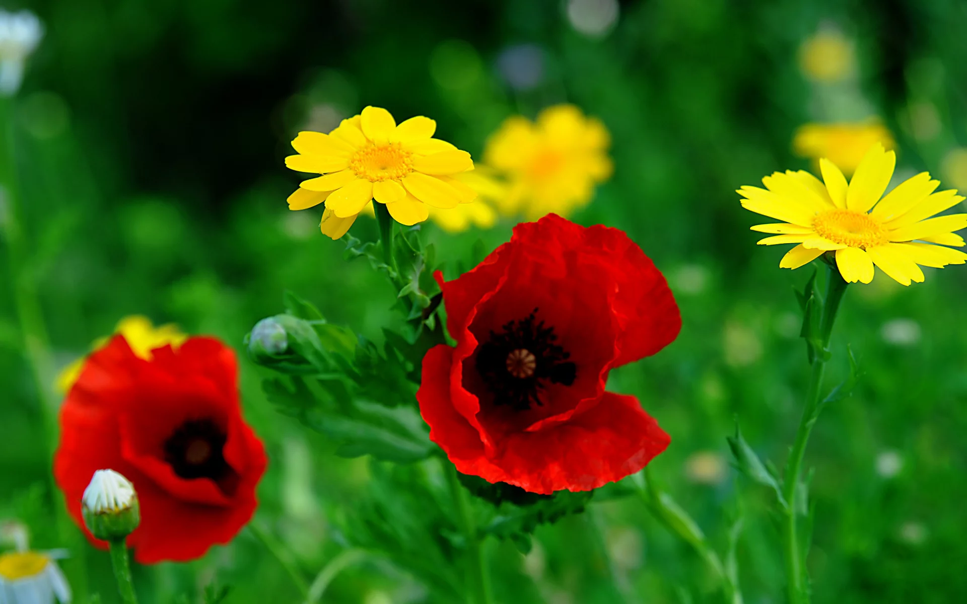 Flores