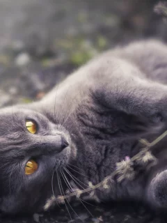 животное