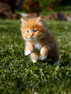 котёнок