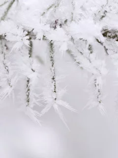 иней