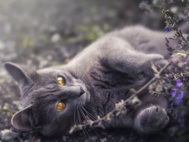 животное