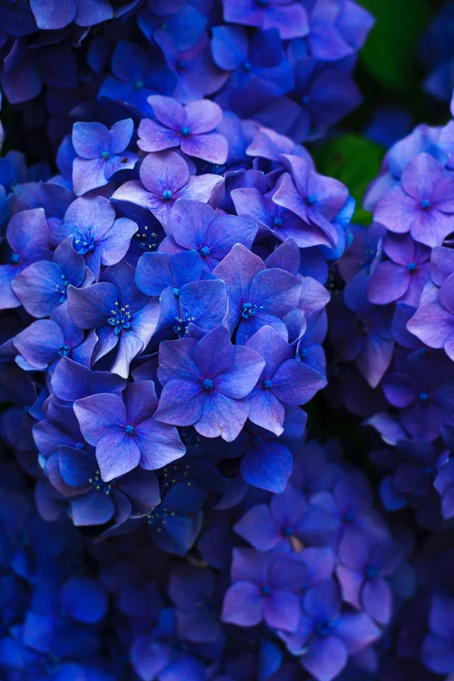 Flores