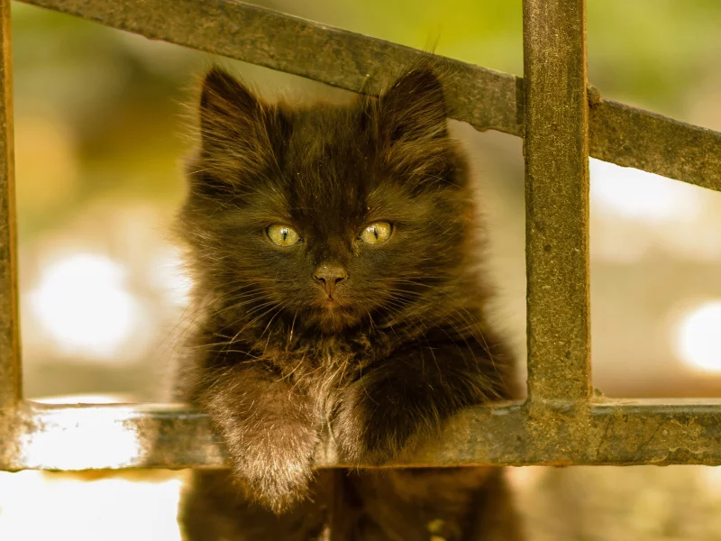 котёнок