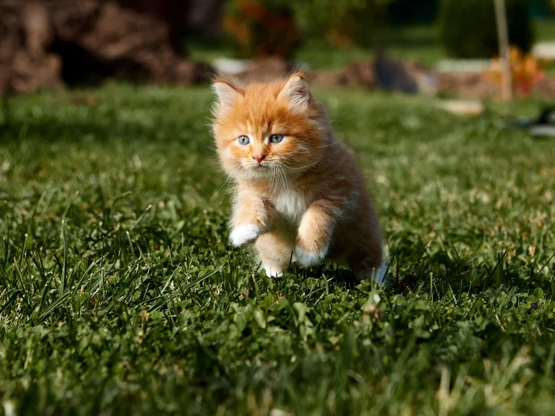 котёнок