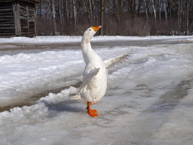 гусь
