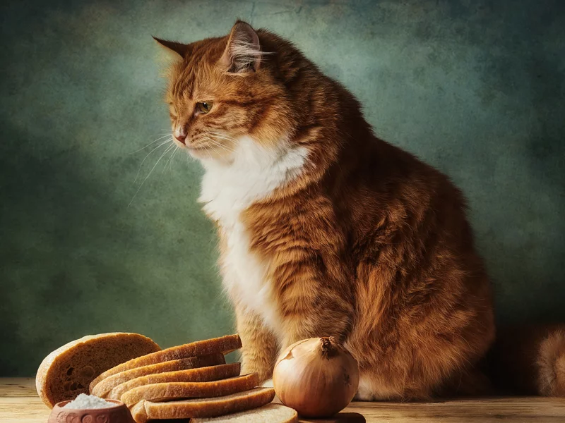 кот