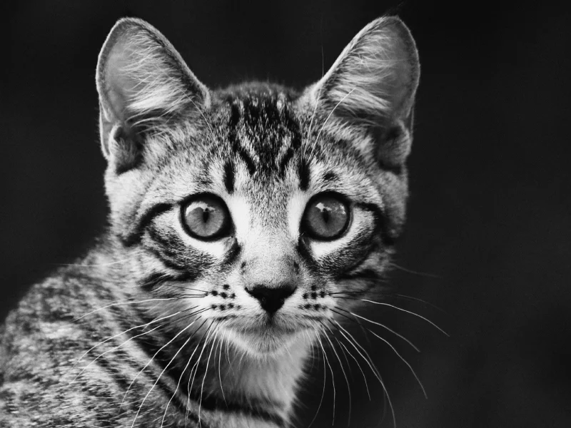 кот