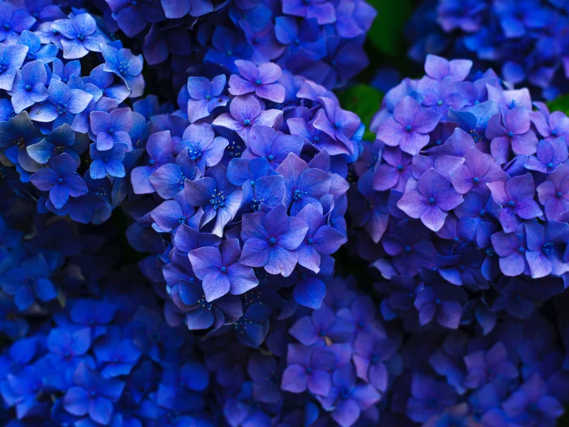 Flores