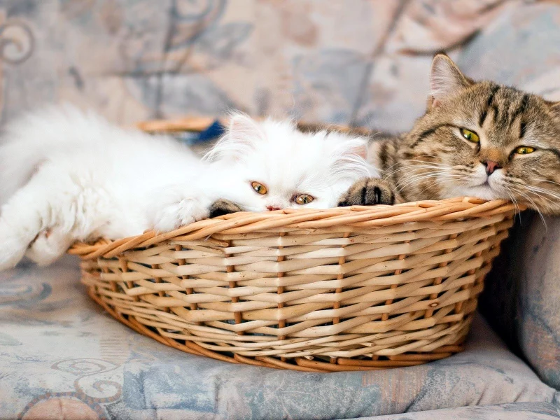 Коты в корзине