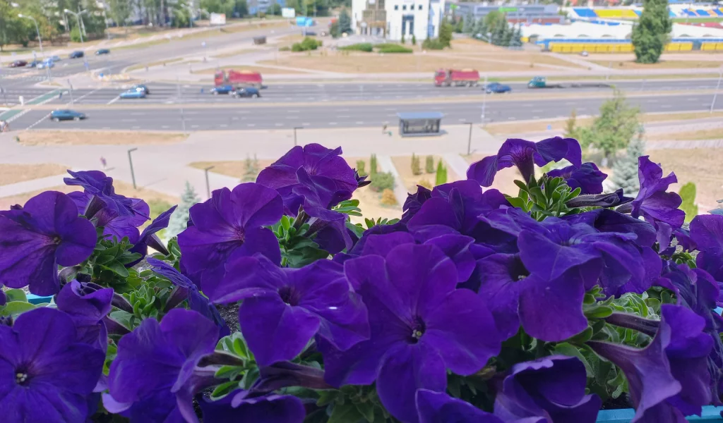 петуния