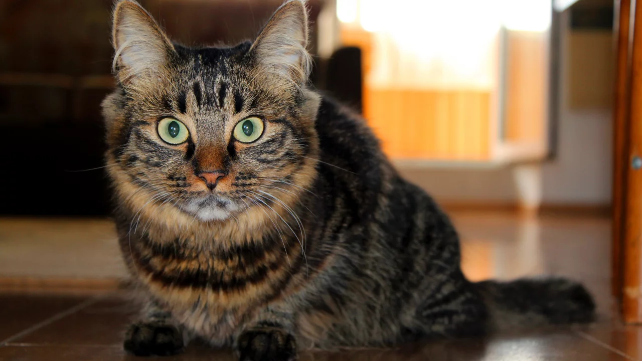 Кот