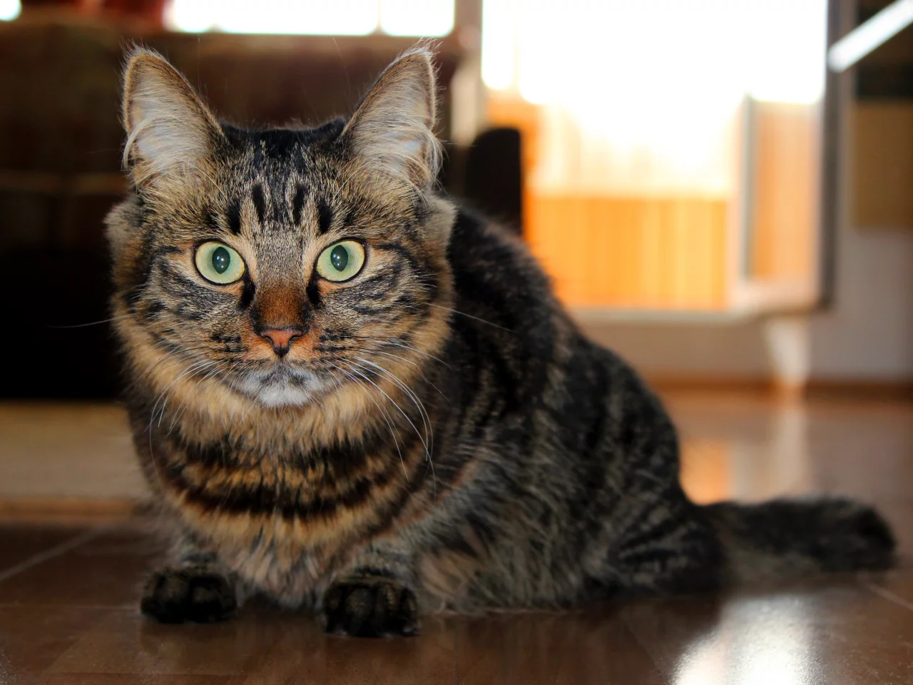 Кот