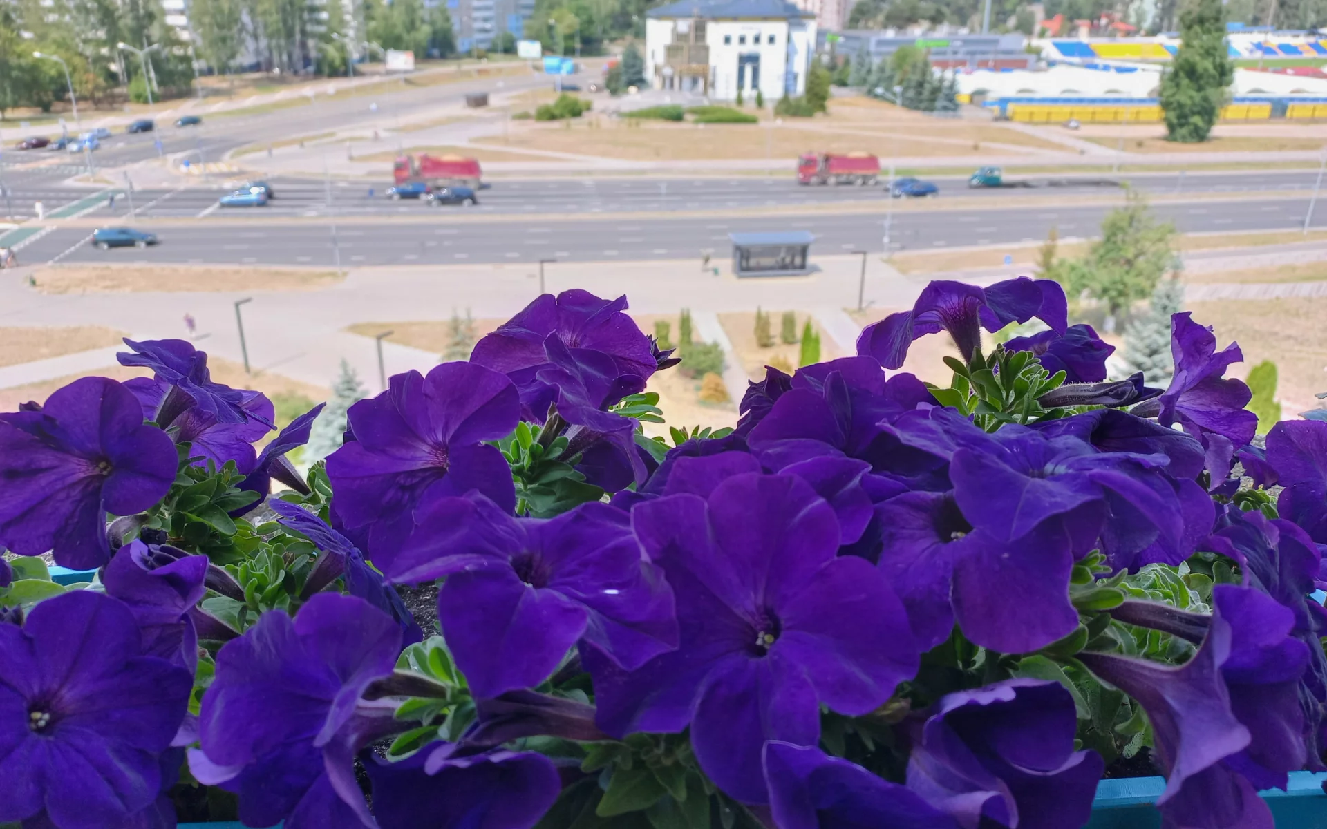 петуния